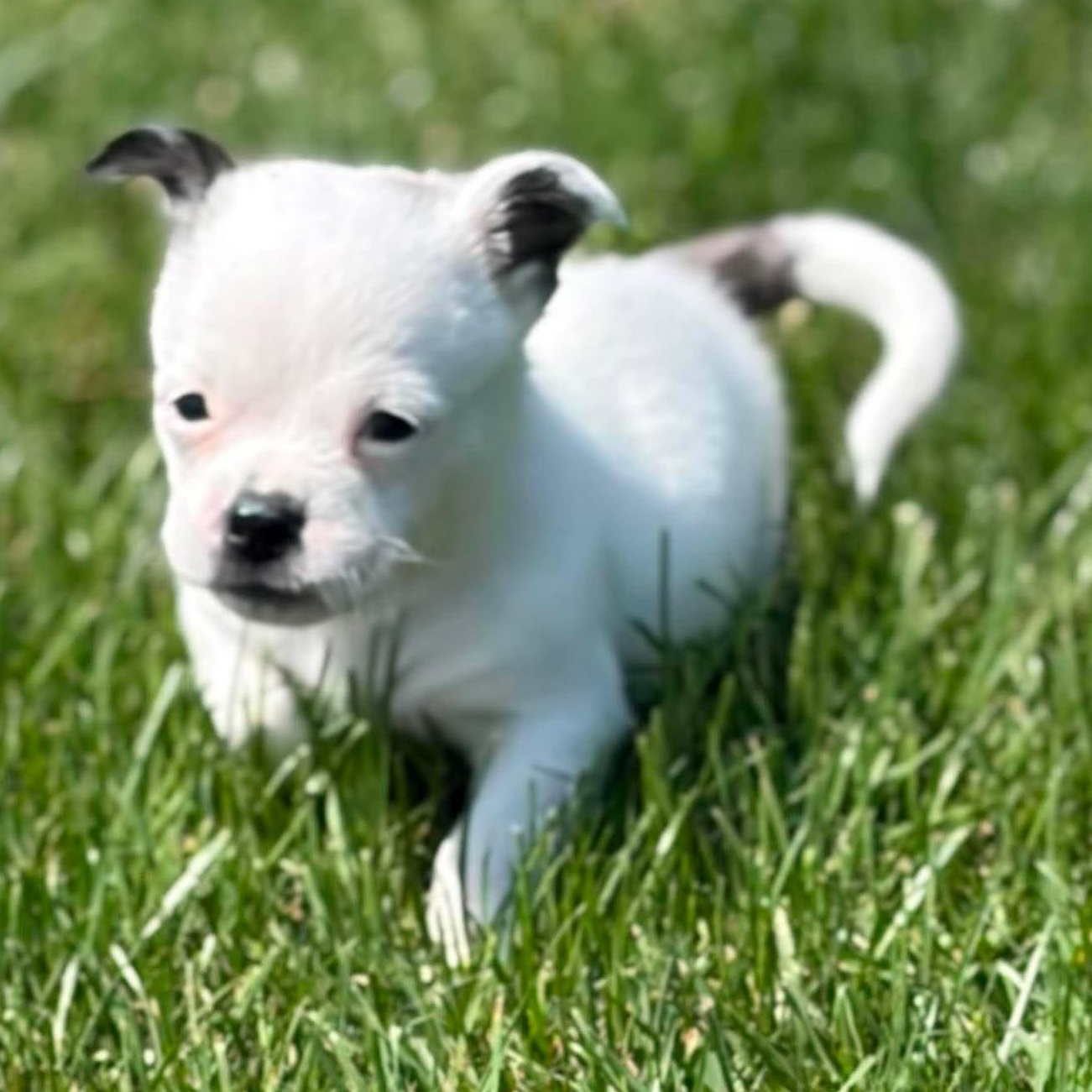 Muggles, adopted, Puppy Male Shih Tzu & Poodle.