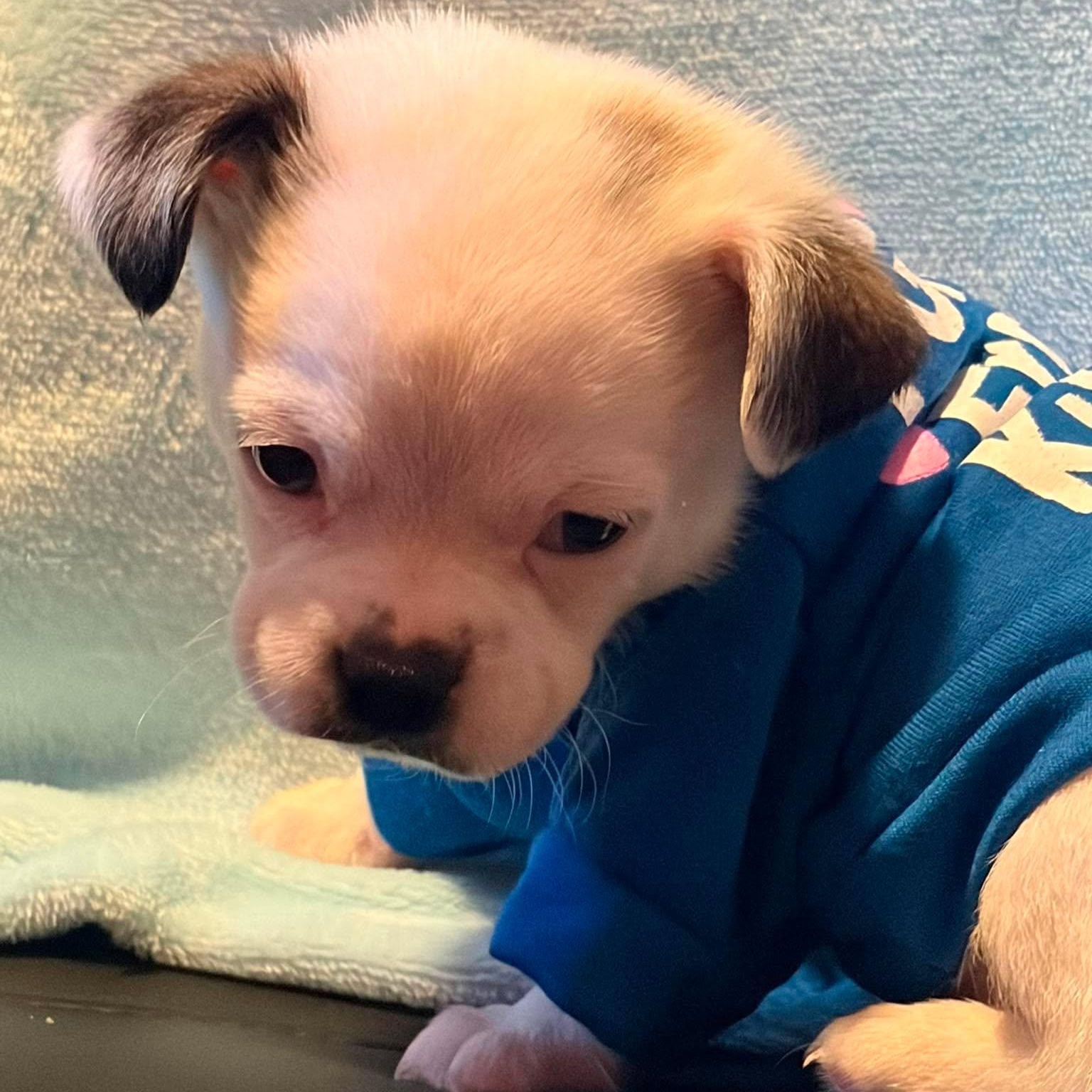 Muggles, an adopted mixed breed in Branchport, NY image 5/6