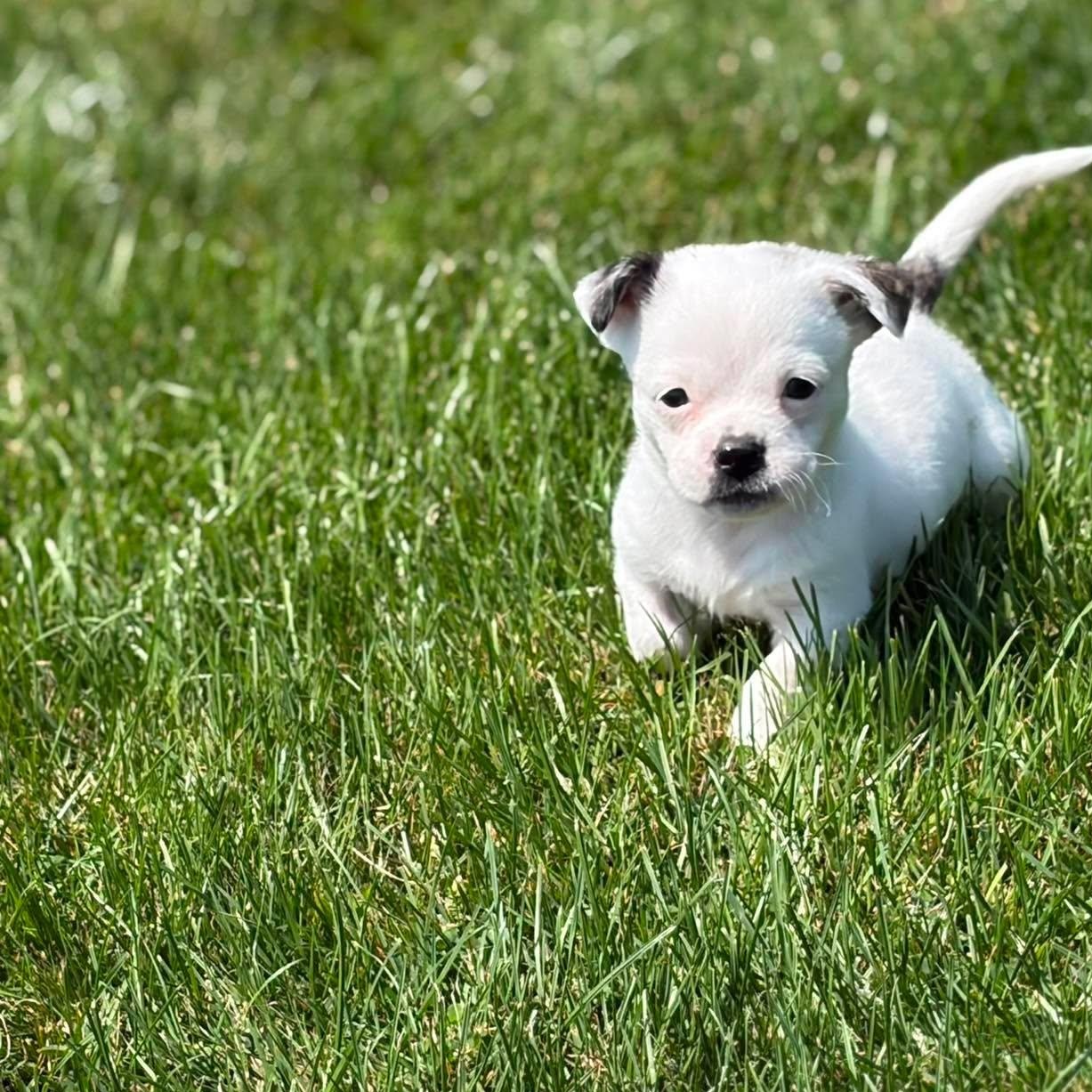 Muggles, an adopted mixed breed in Branchport, NY image 4/6