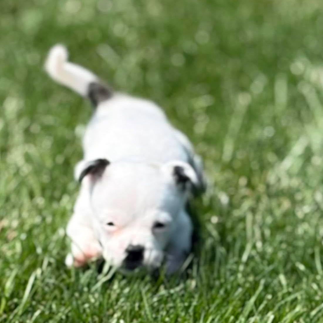 Muggles, an adopted mixed breed in Branchport, NY image 3/6