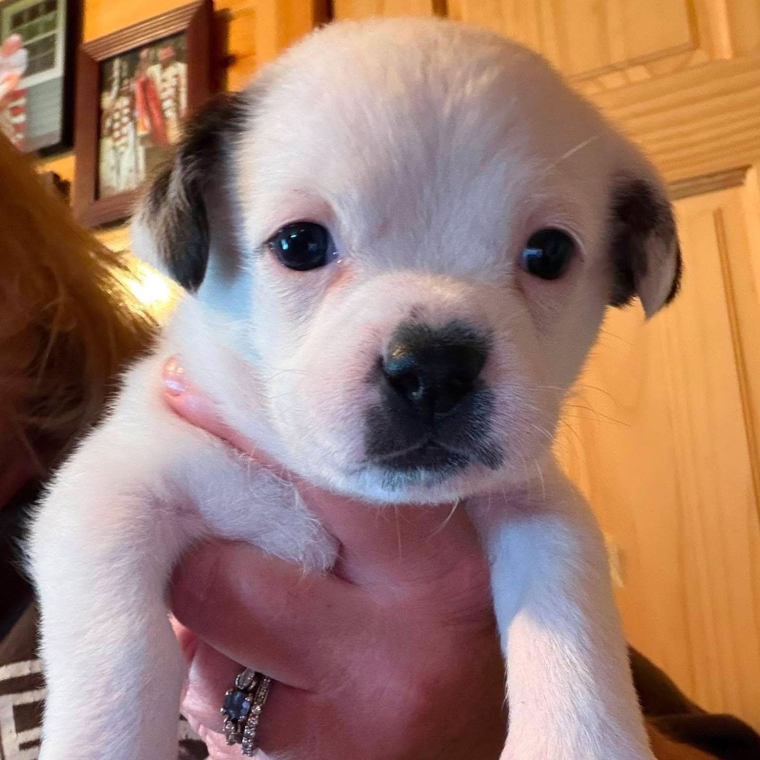Muggles, an adopted mixed breed in Branchport, NY image 6/6