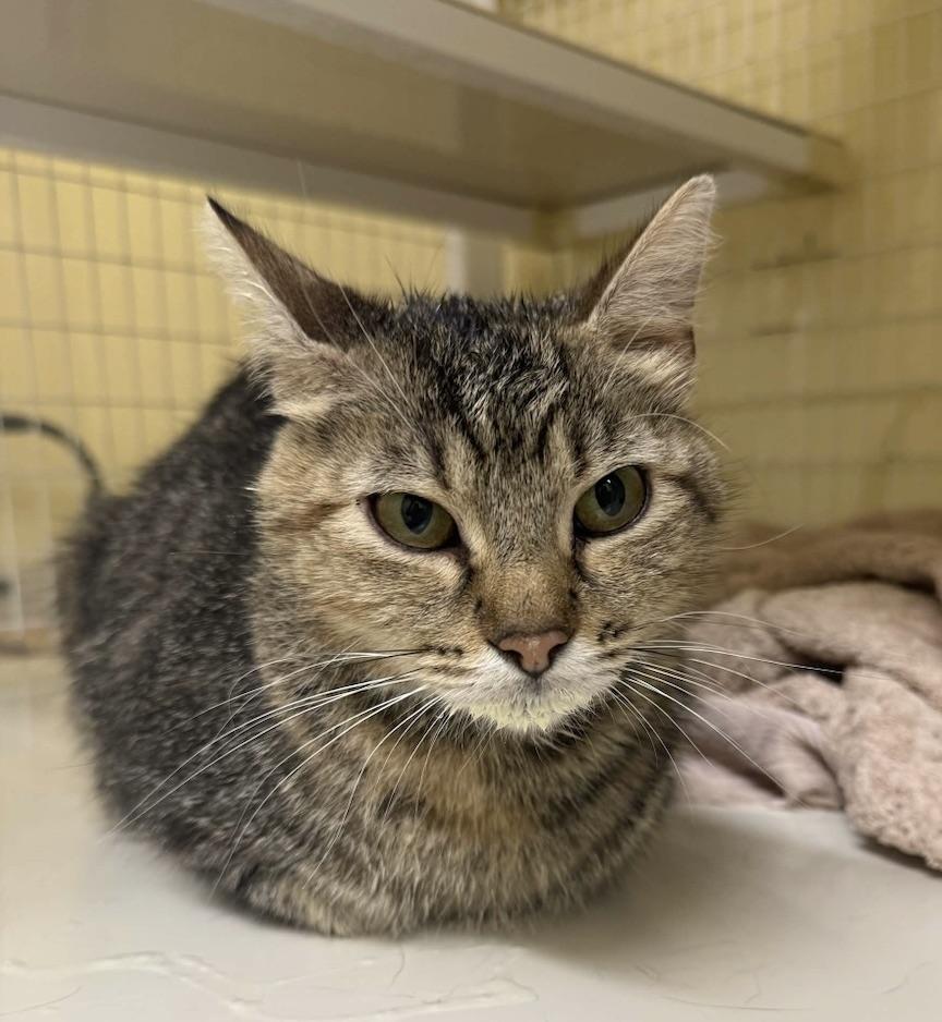 Enlarge Licorice, a Adoptable Domestic Short Hair in San Luis Obispo, CA image 1/1