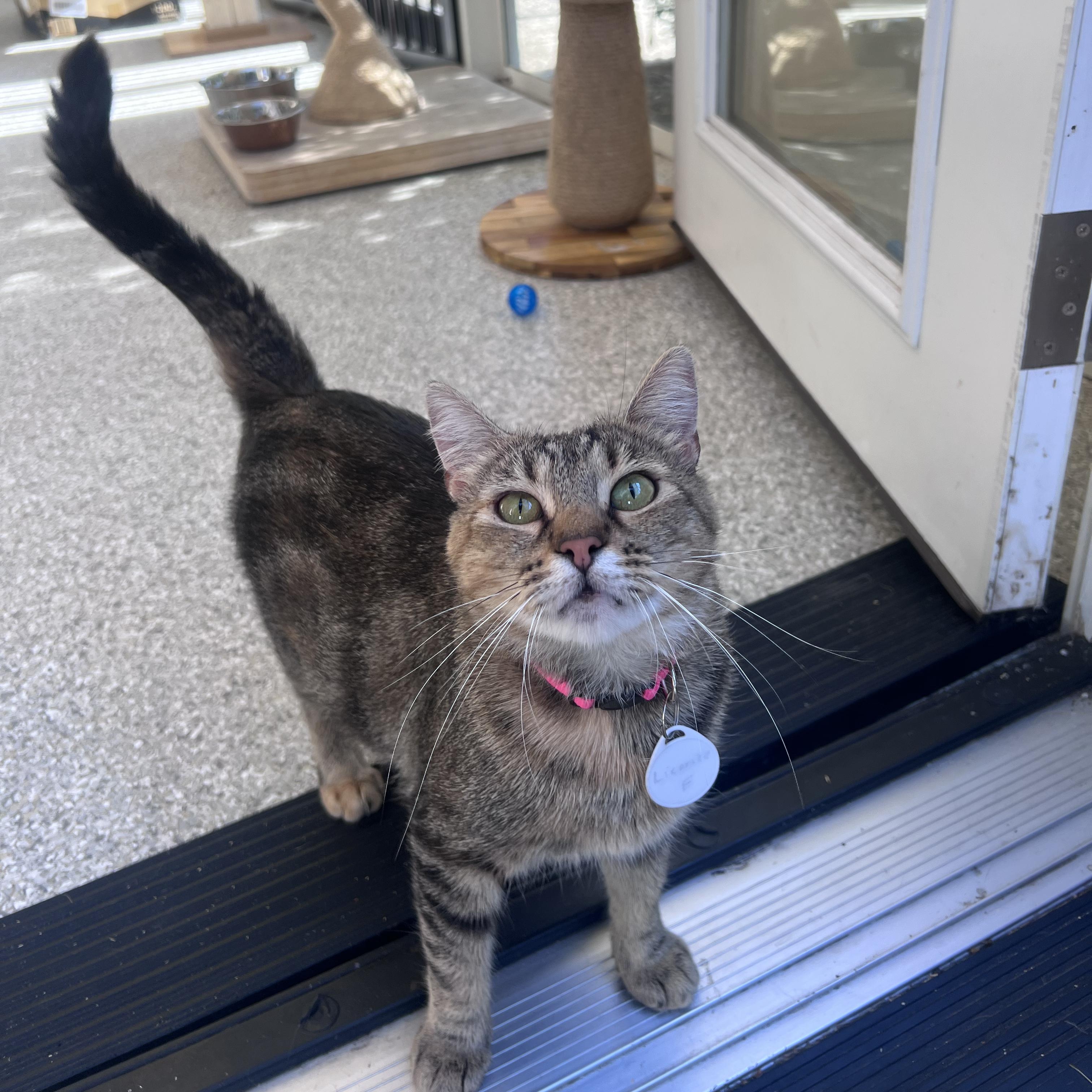 Licorice, adoptable, Adult Female Domestic Short Hair.
