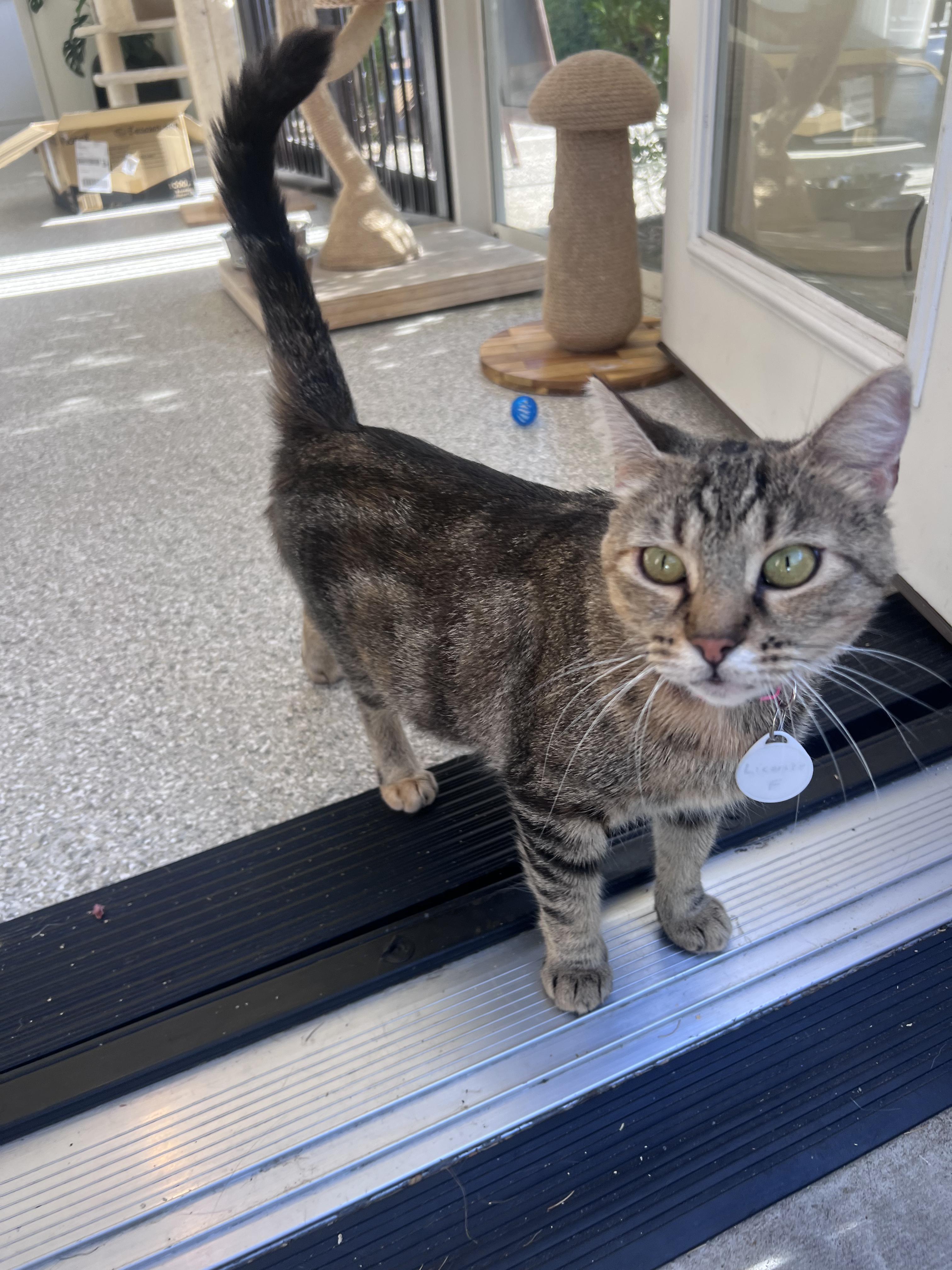 Licorice, an adoptable Domestic Short Hair in San Luis Obispo, CA image 3/4
