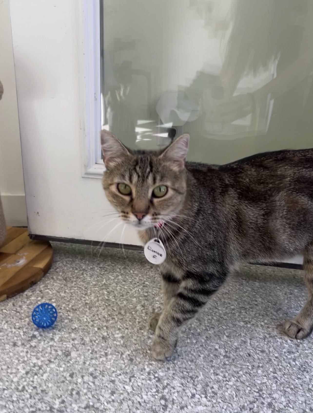 Licorice, an adoptable Domestic Short Hair in San Luis Obispo, CA image 2/4