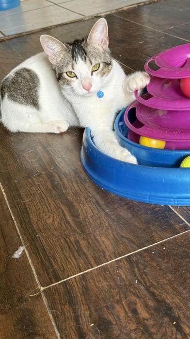 Aslan — thumbnail 4