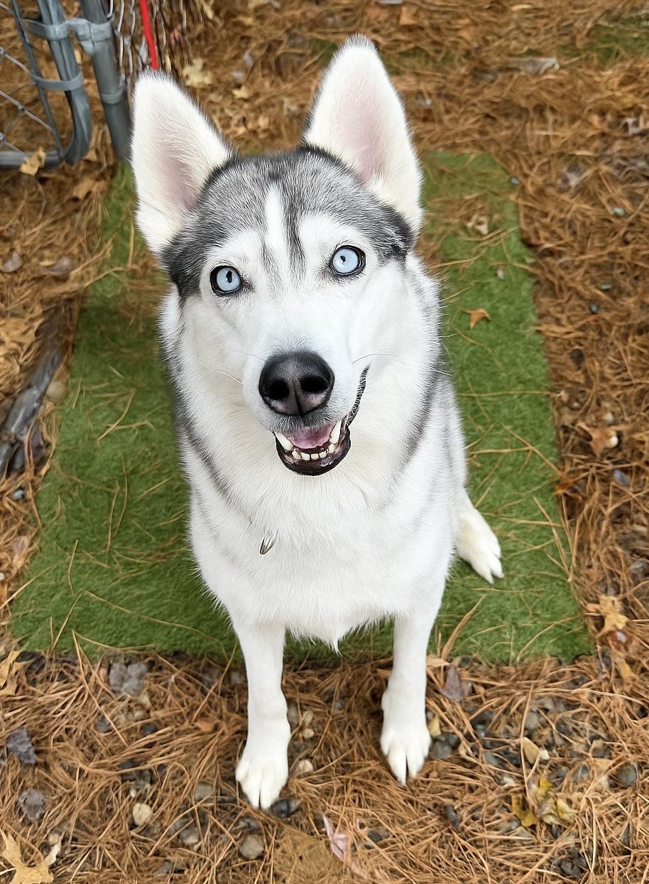 Lady, a Adoptable Siberian Husky in Cleveland, OH image 2/6