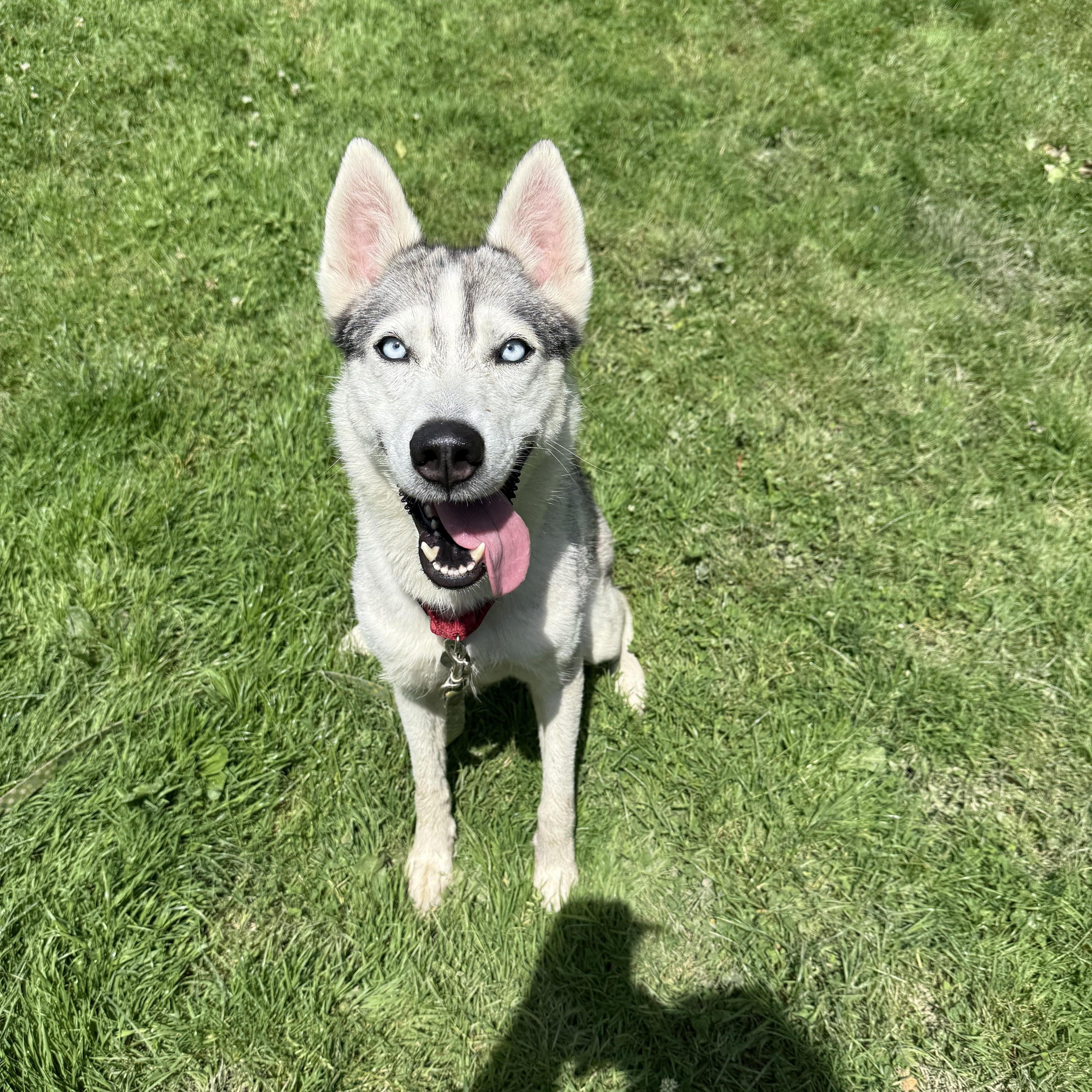 Lady, a Adoptable Siberian Husky in Cleveland, OH image 5/6