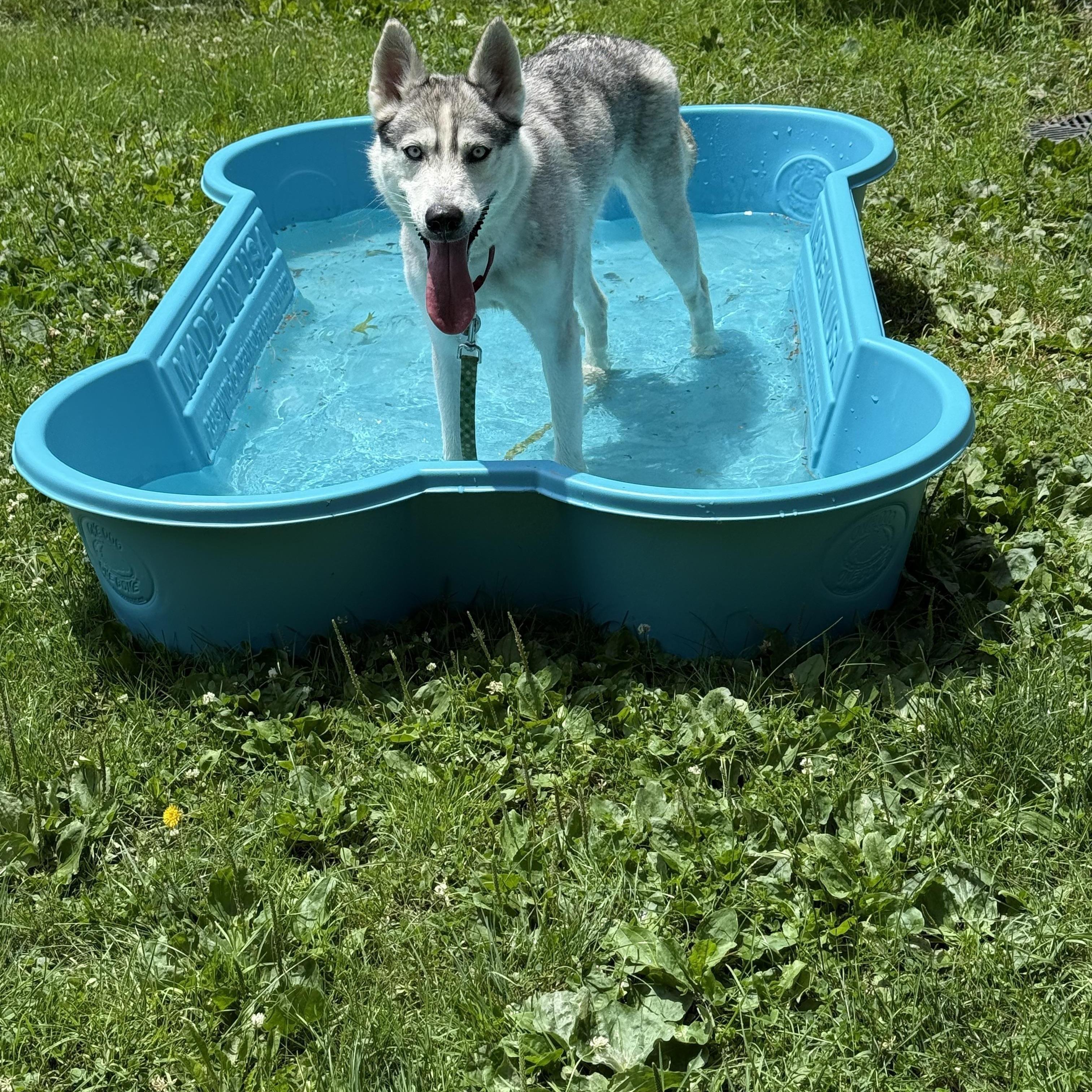 Lady, a Adoptable Siberian Husky in Cleveland, OH image 6/6