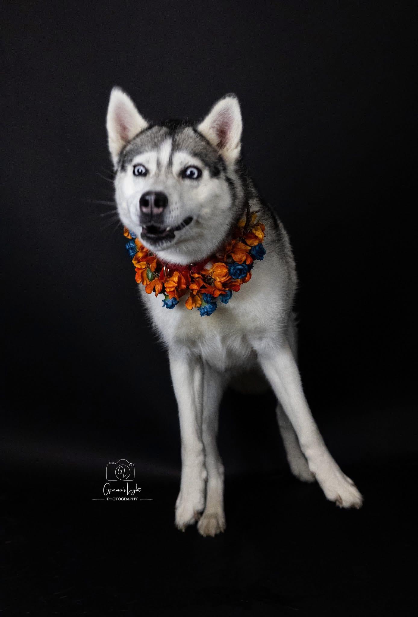 Lady, a Adoptable Siberian Husky in Cleveland, OH image 4/6