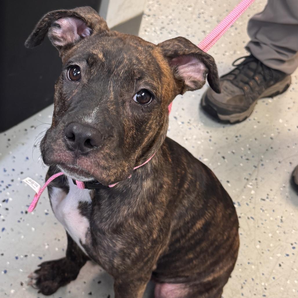Ozark, Adoptable, Puppy Female Boxer & Mixed Breed.