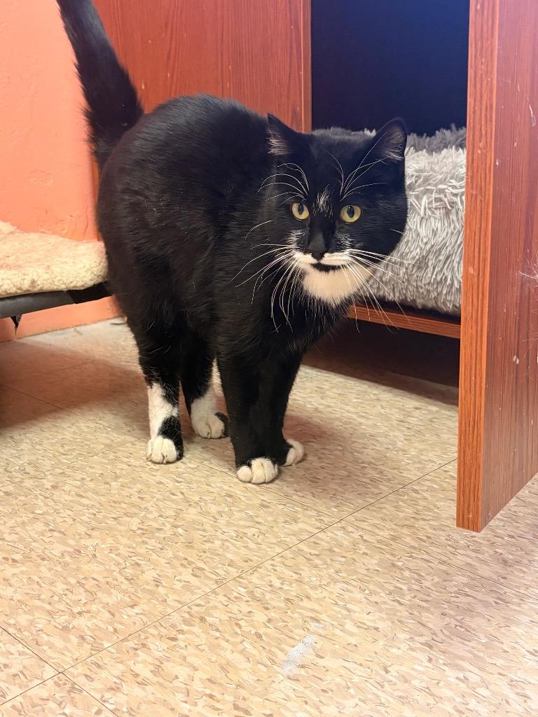 Merv, Adopted, Young Male Domestic Short Hair.