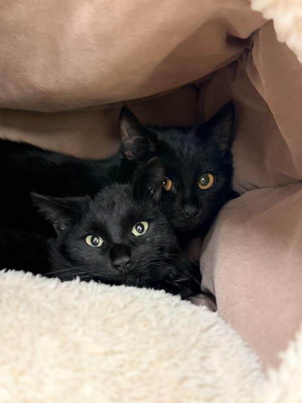 Gouda, Adoptable, Kitten Female Domestic Short Hair.