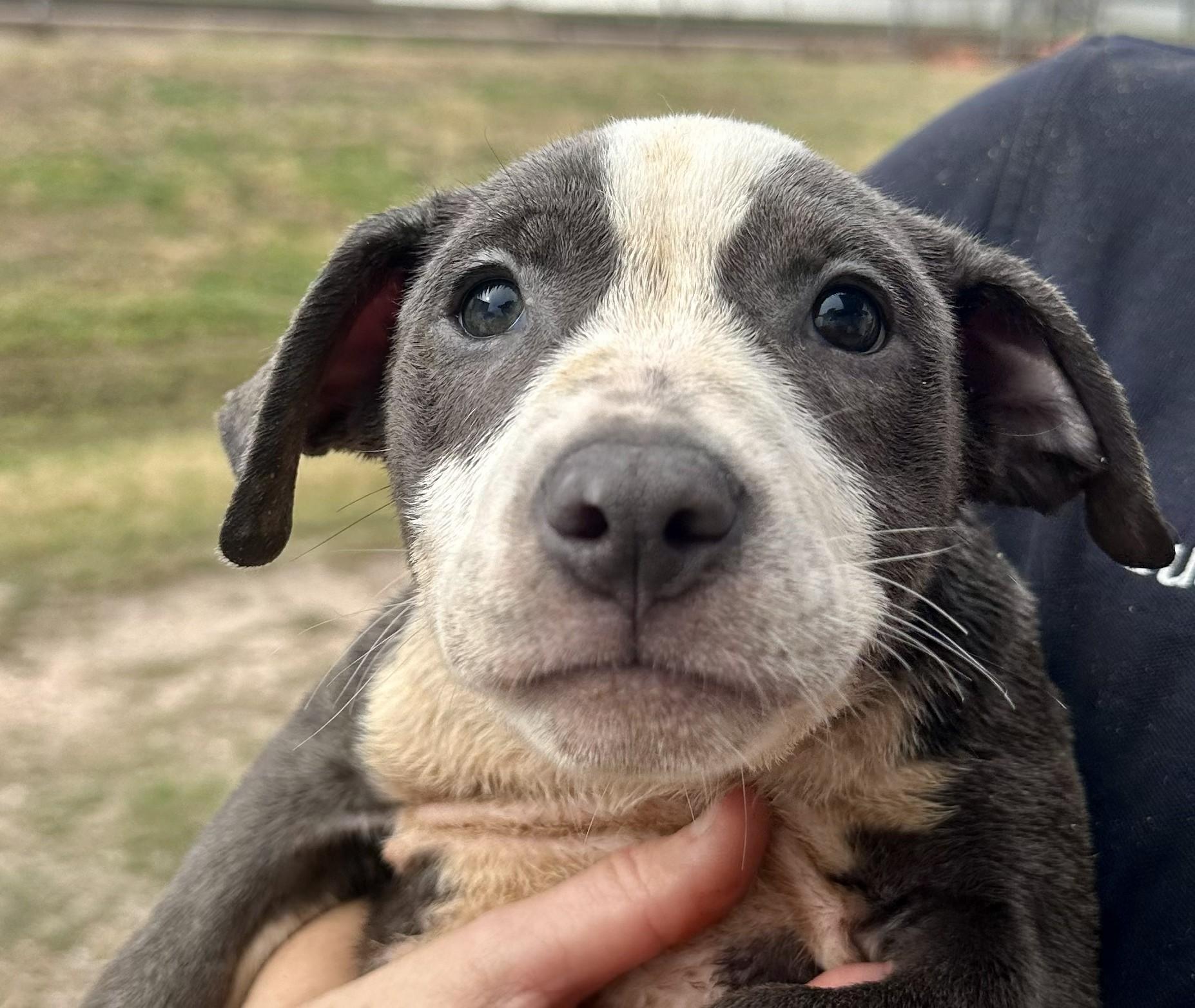 Truffle - Tagged4Rescue, Adoptable, Puppy Male American Staffordshire Terrier.