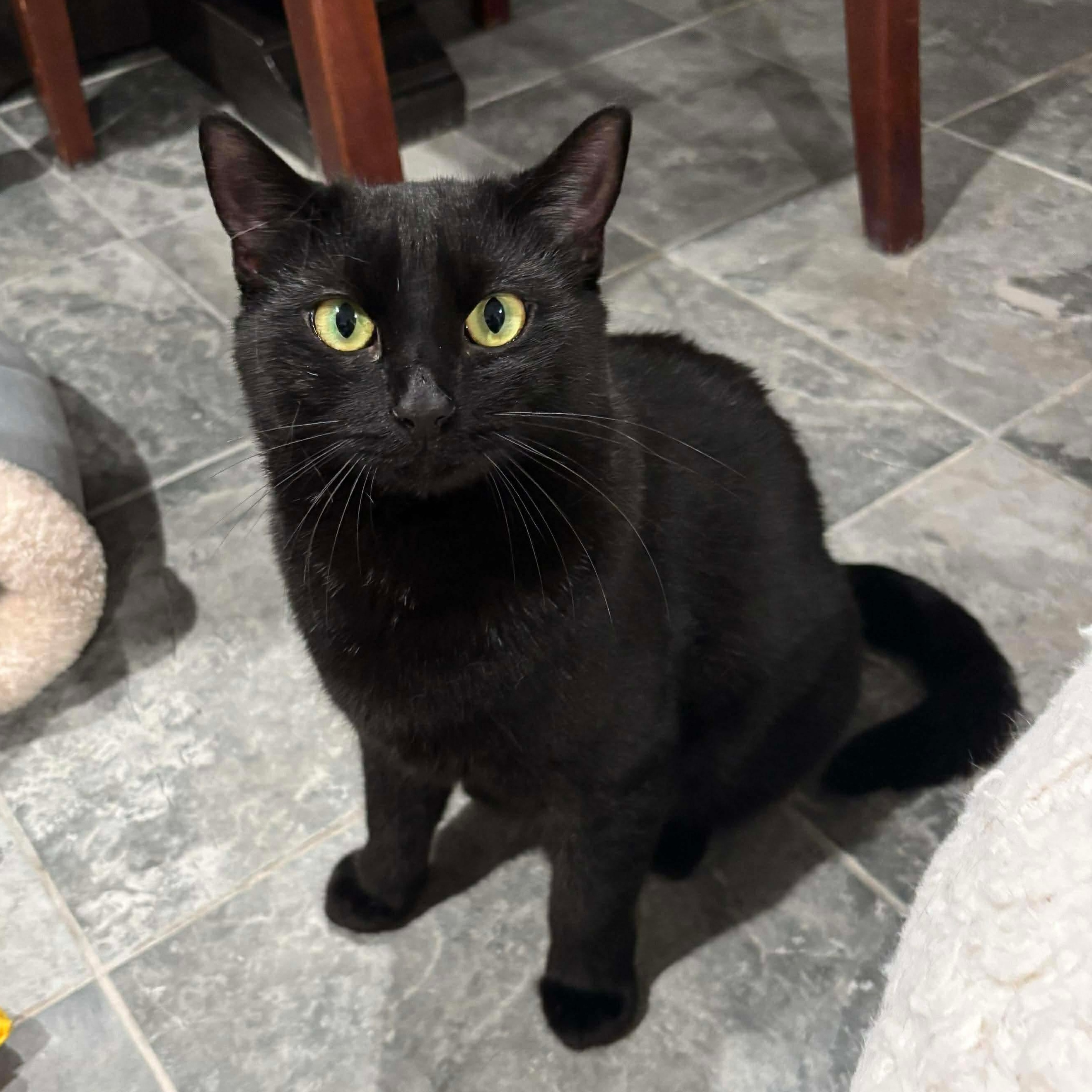 Enlarge Meadow, a Adoptable Domestic Short Hair in North Huntingdon, PA image 3/5