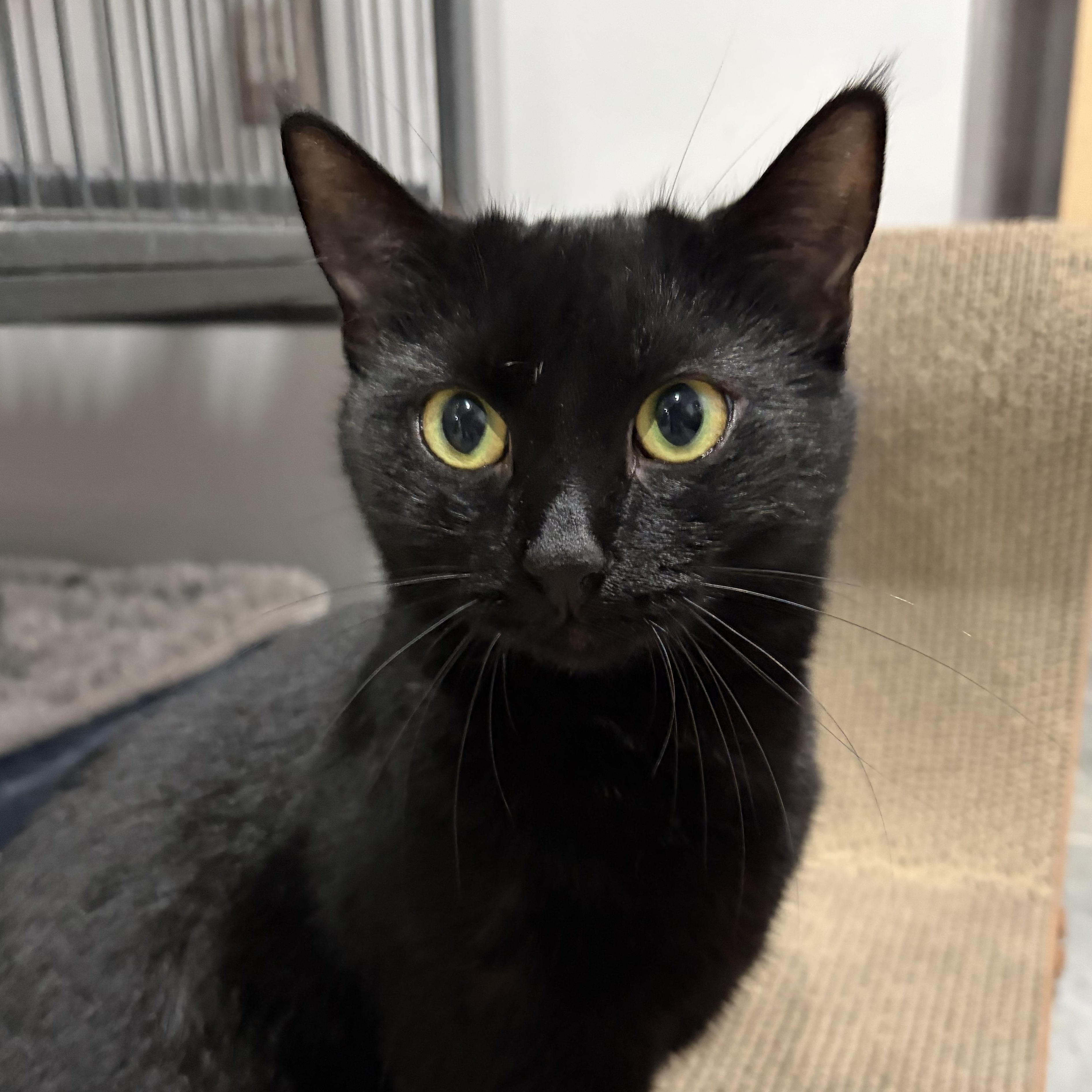 Enlarge Meadow, a Adoptable Domestic Short Hair in North Huntingdon, PA image 5/5