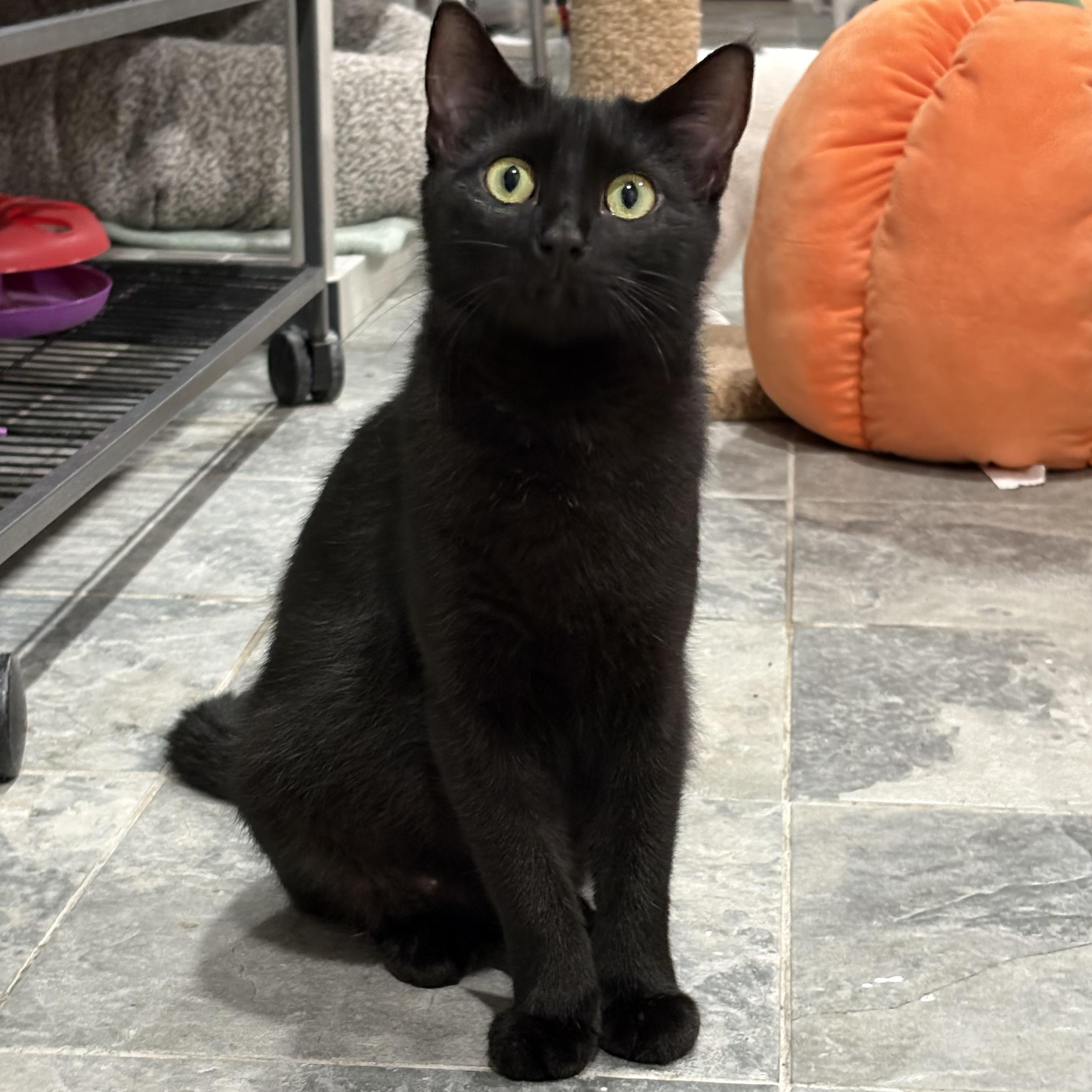 Enlarge Meadow, a Adoptable Domestic Short Hair in North Huntingdon, PA image 2/5