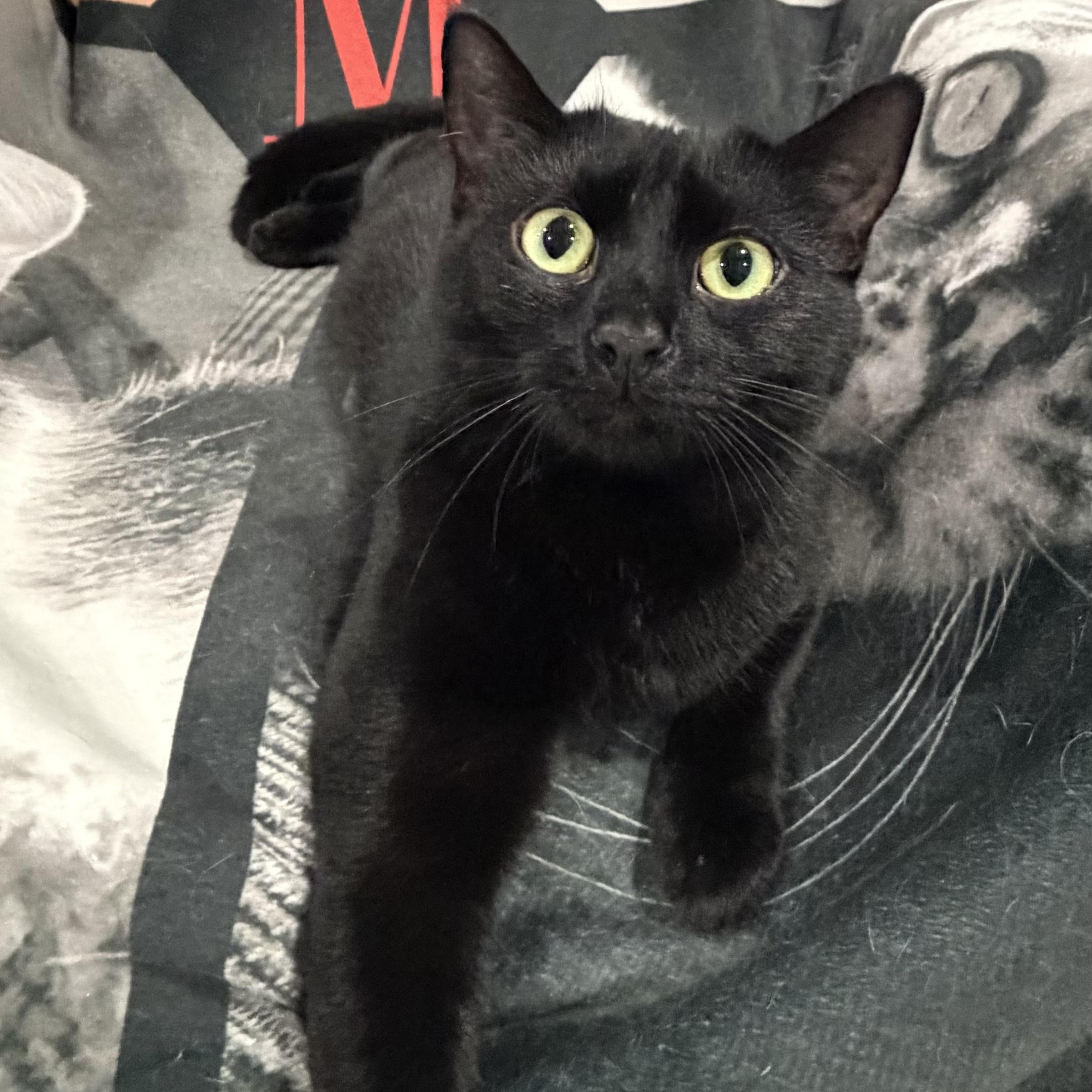 Enlarge Meadow, a Adoptable Domestic Short Hair in North Huntingdon, PA image 4/5