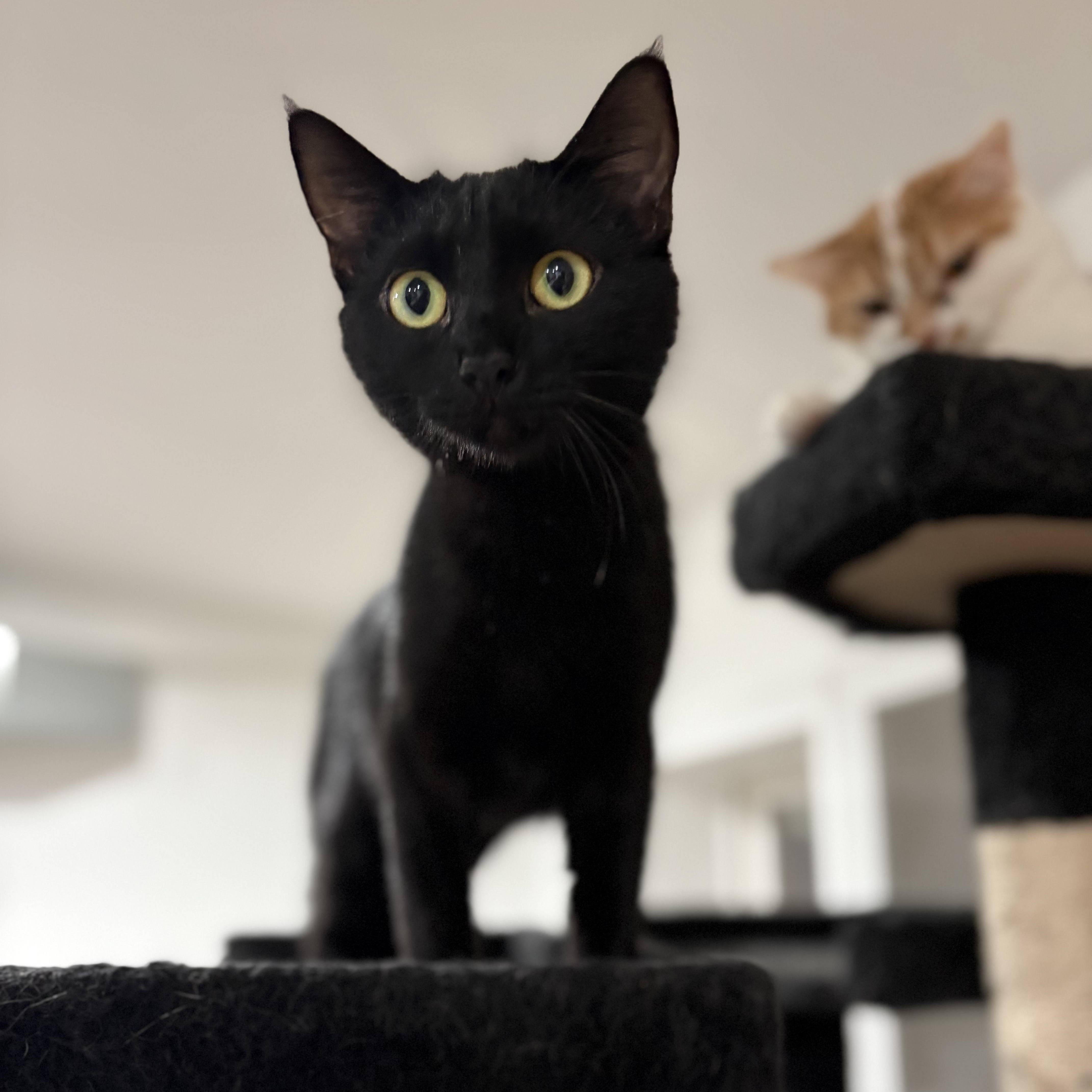 Meadow, Adoptable, Young Female Domestic Short Hair.