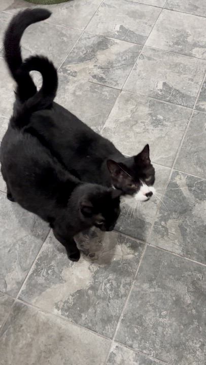 Enlarge Meadow, a Adoptable Domestic Short Hair in North Huntingdon, PA video 5/6