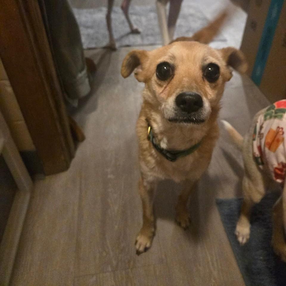 Bella, a ADOPTABLE Chihuahua in Barrington, IL image 1/3