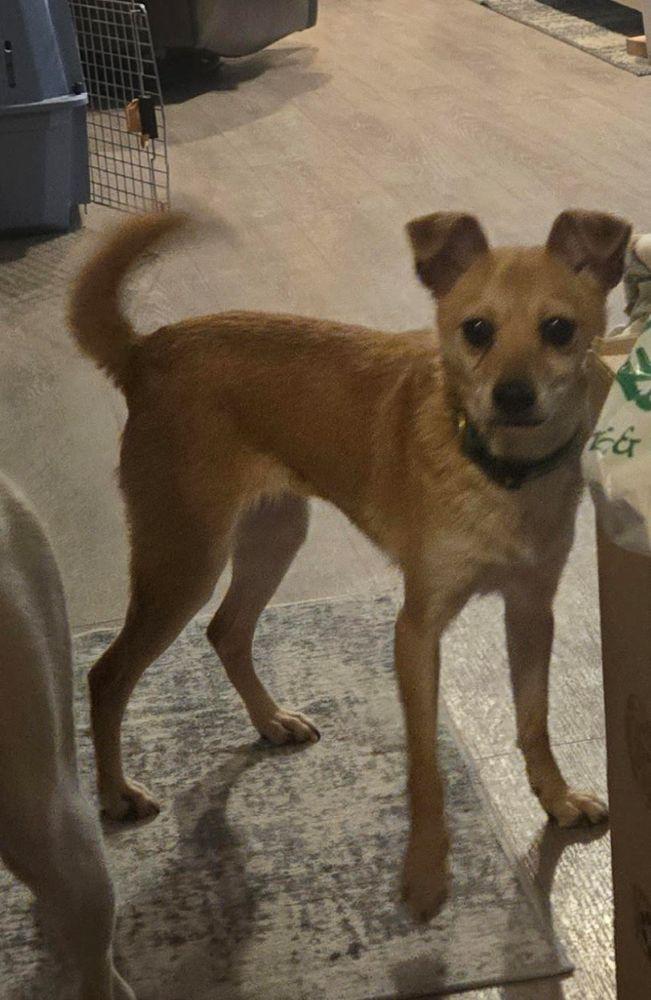 Bella, a ADOPTABLE Chihuahua in Barrington, IL image 2/3