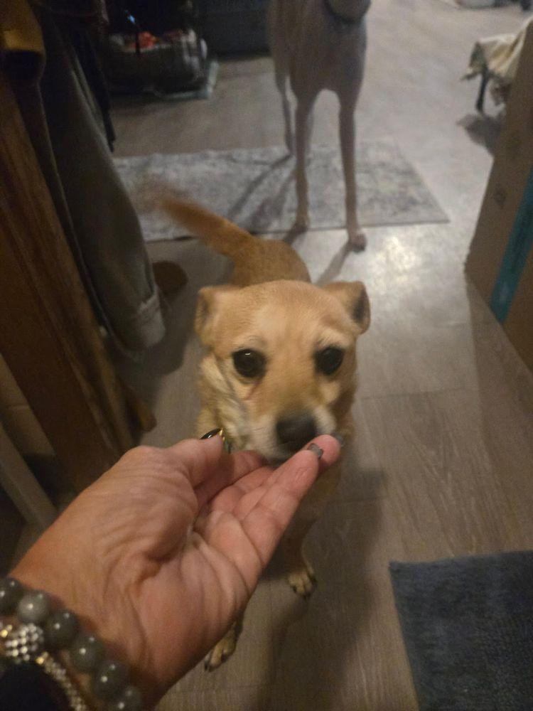 Bella, a ADOPTABLE Chihuahua in Barrington, IL image 3/3