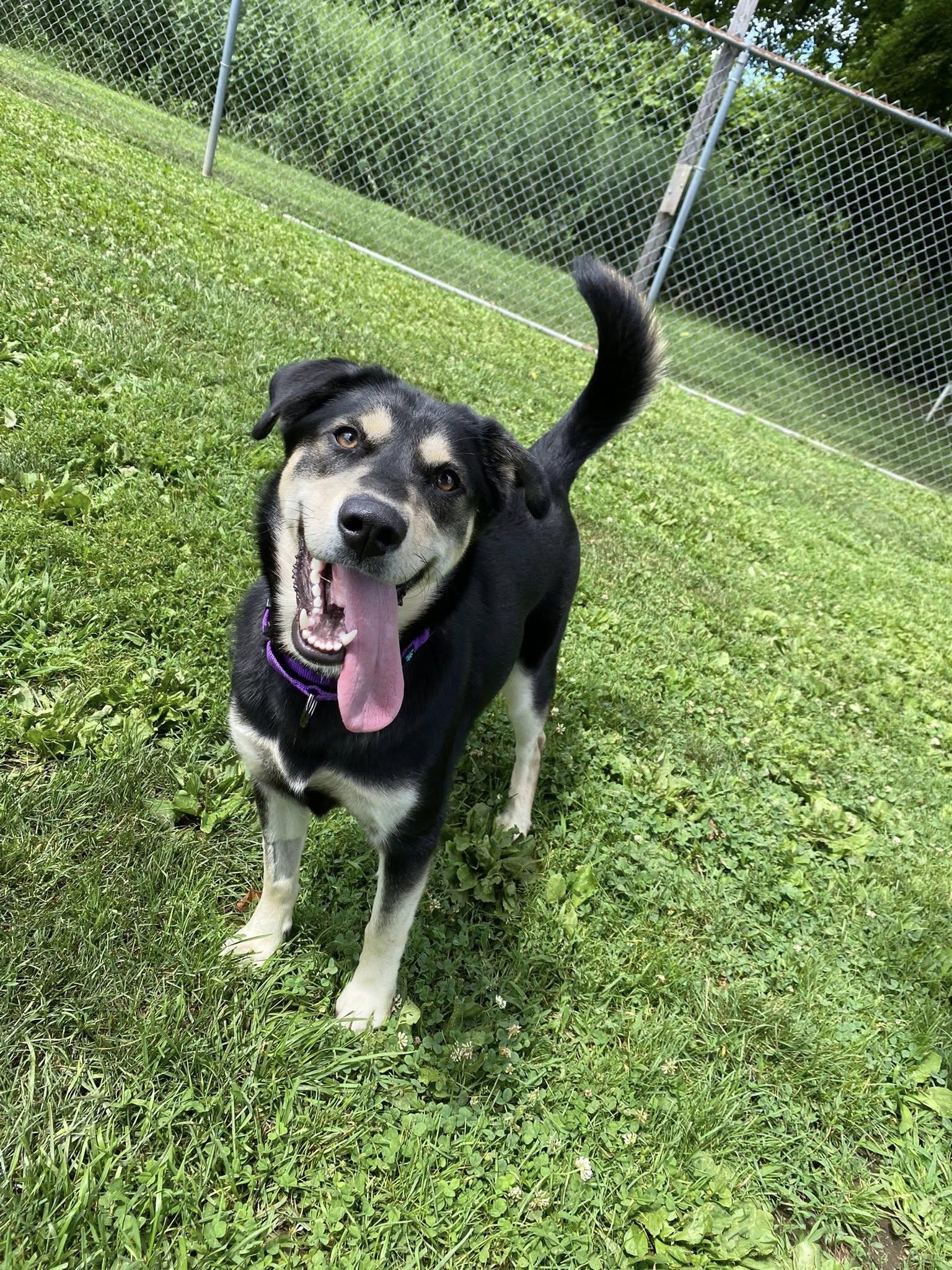 Enlarge Dakota, a Adoptable mixed breed in New Milford, CT image 1/5