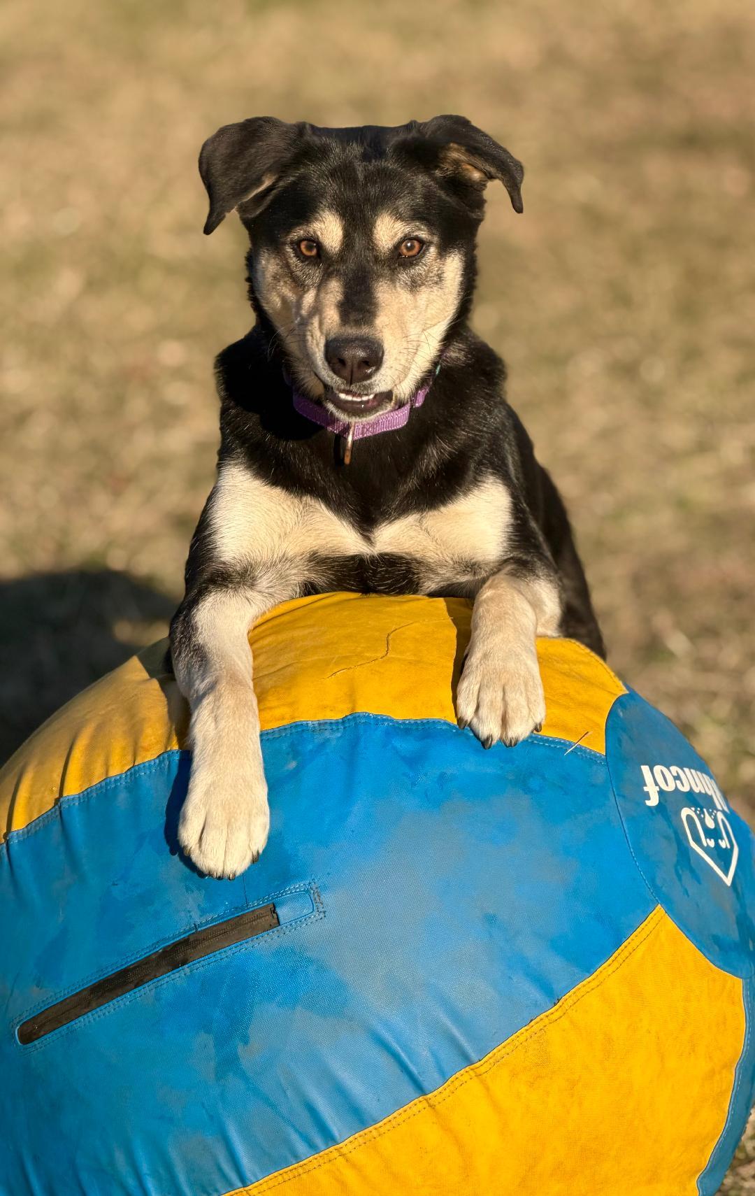 Enlarge Dakota, a Adoptable mixed breed in New Milford, CT image 5/5