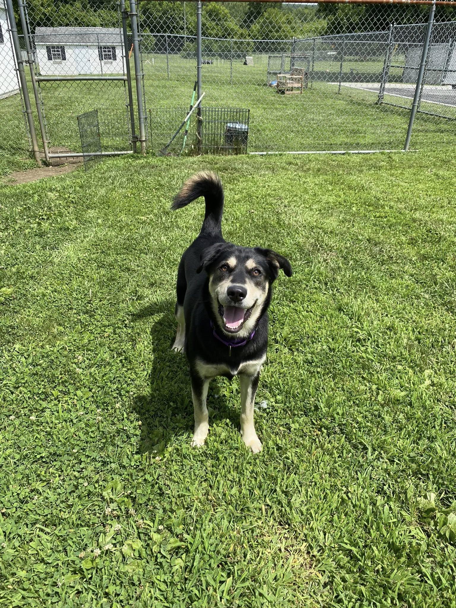 Enlarge Dakota, a Adoptable mixed breed in New Milford, CT image 2/5