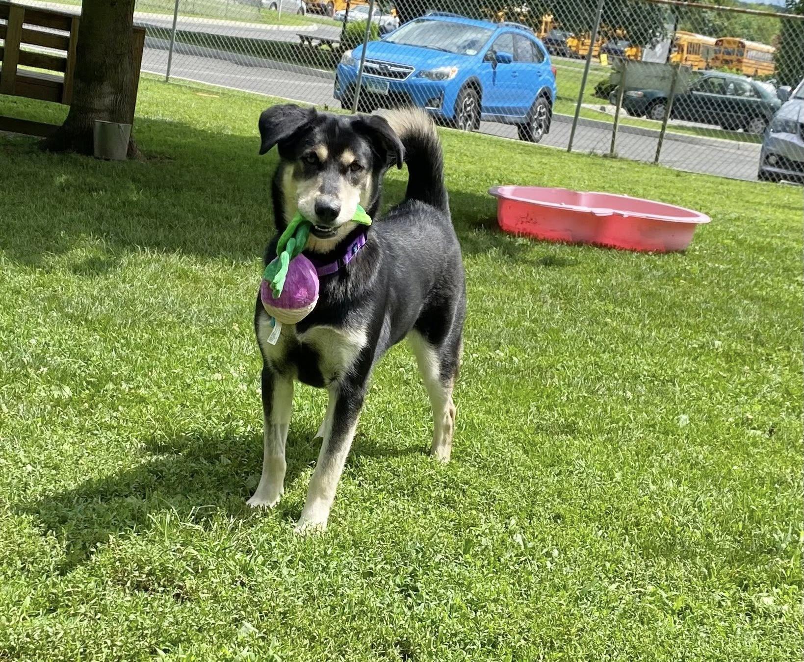 Enlarge Dakota, a Adoptable mixed breed in New Milford, CT image 3/5