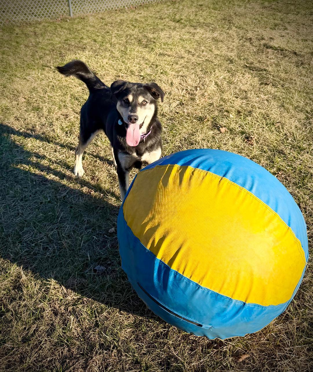 Enlarge Dakota, a Adoptable mixed breed in New Milford, CT image 4/5