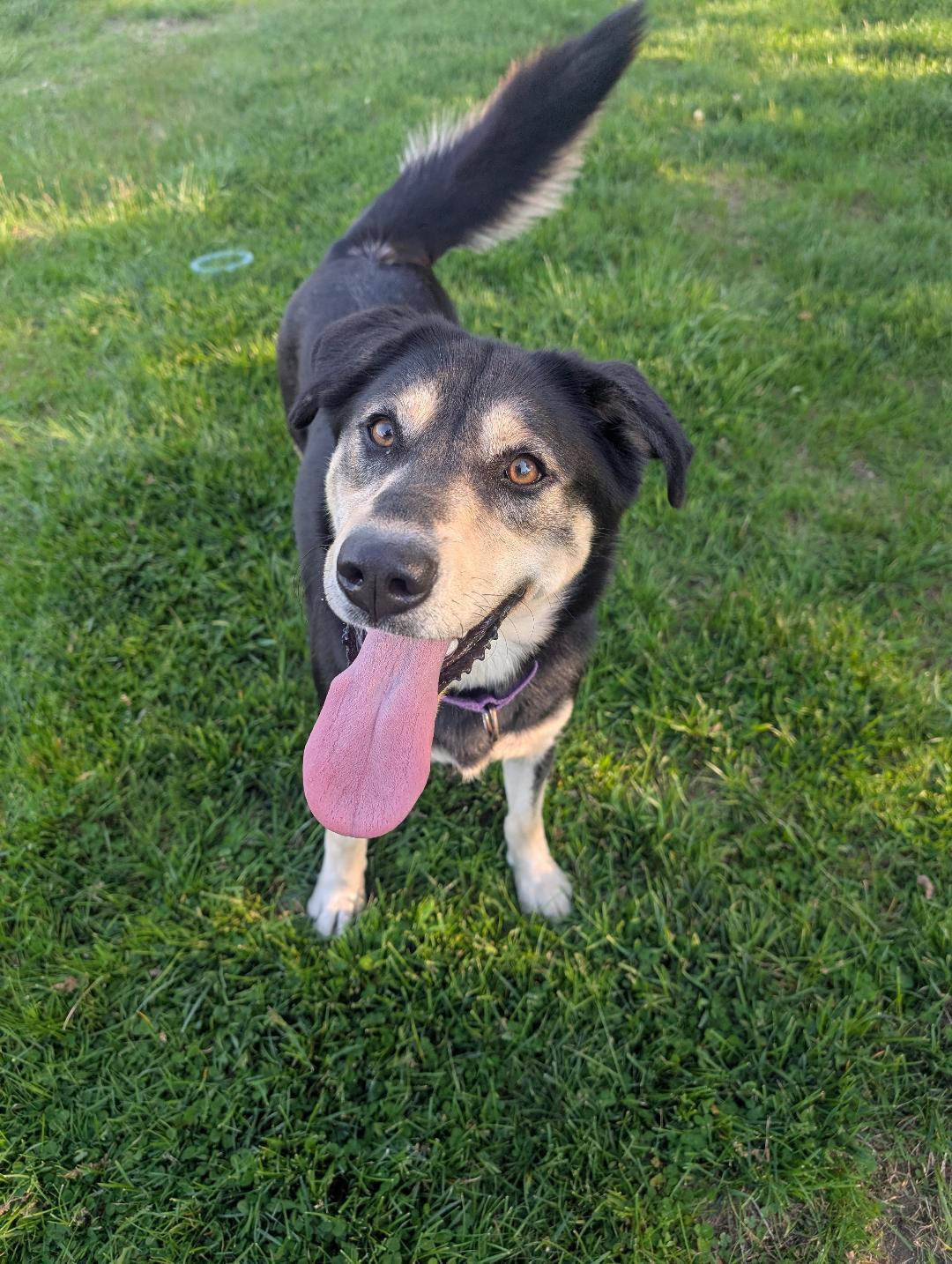 Dakota, Adoptable, Young Female Hound.