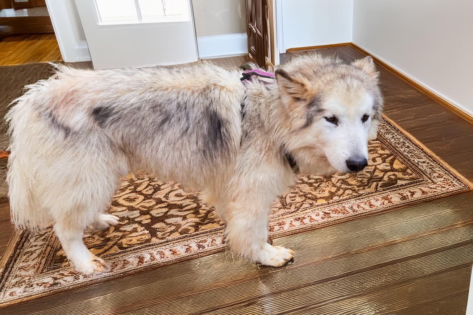 Enlarge Wrex, a ADOPTABLE Alaskan Malamute in Washington, NC image 1/1