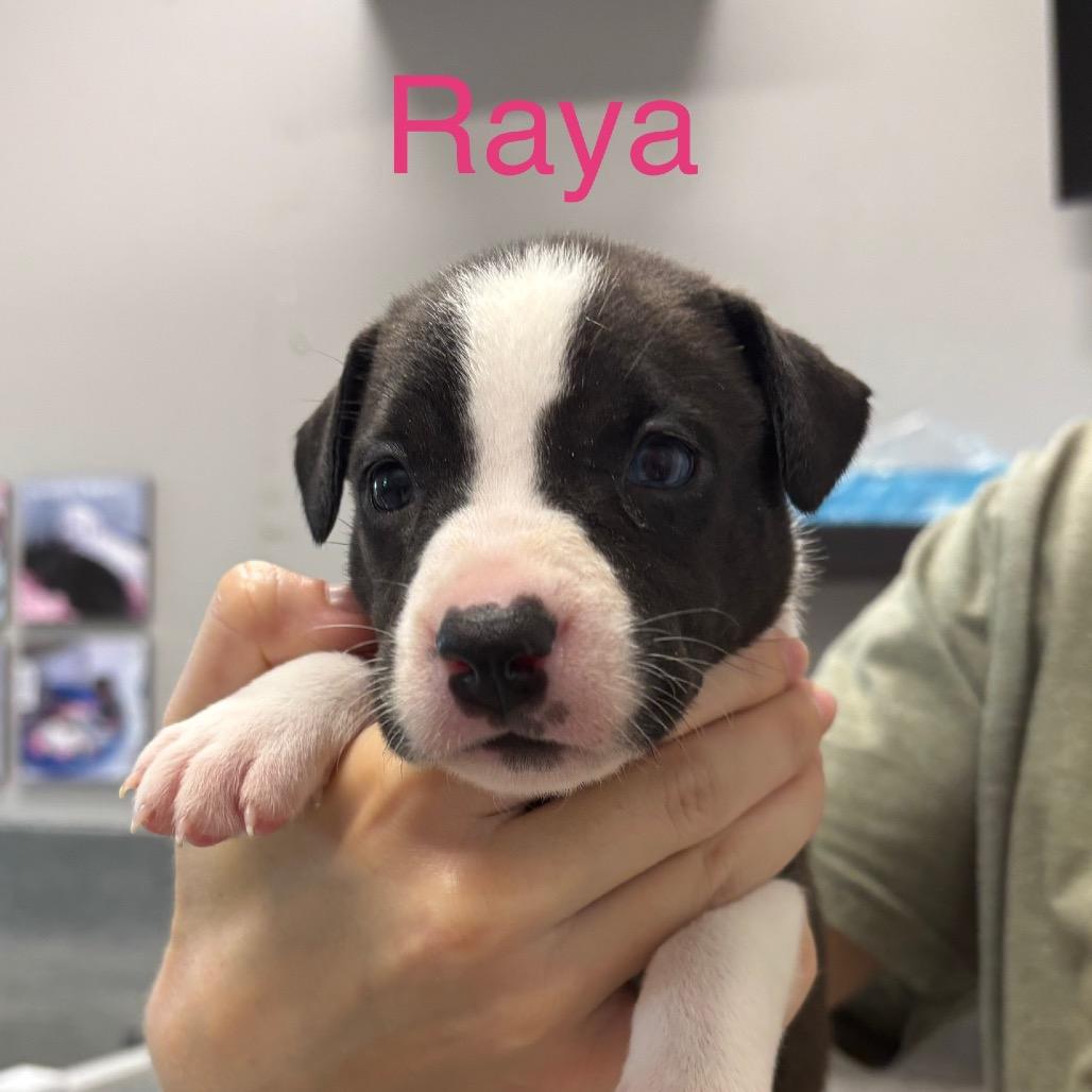 Enlarge RAYA, a Adoptable mixed breed in Wellington, FL image 1/6