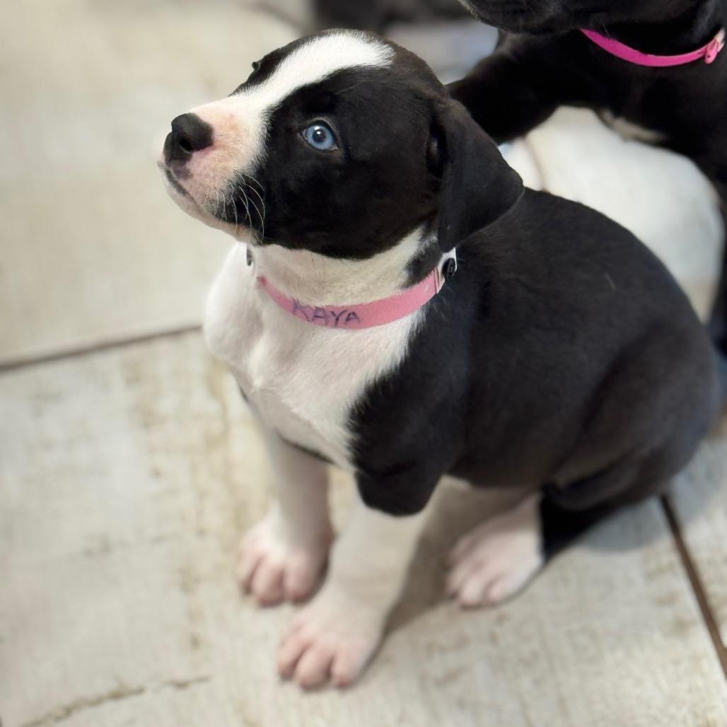 Enlarge RAYA, a Adoptable mixed breed in Wellington, FL image 2/6