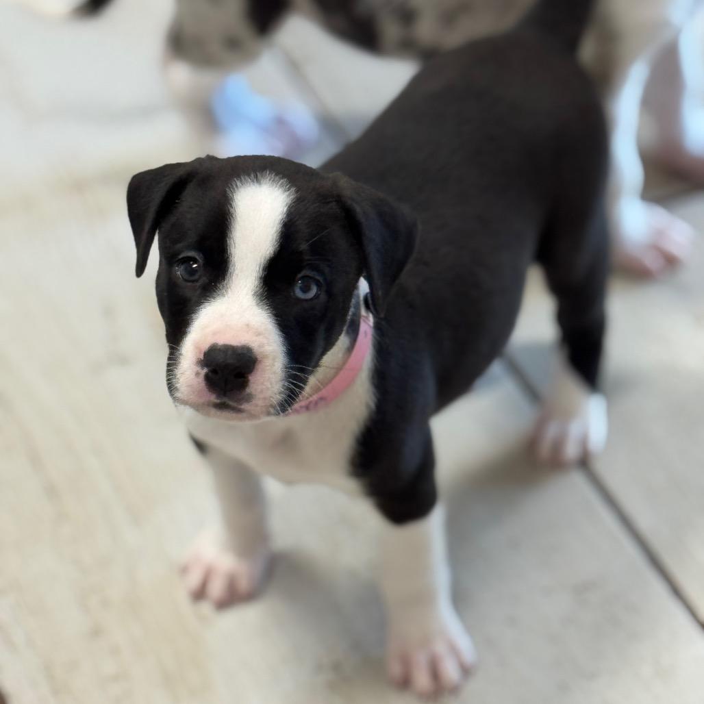 Enlarge RAYA, a Adoptable mixed breed in Wellington, FL image 3/6