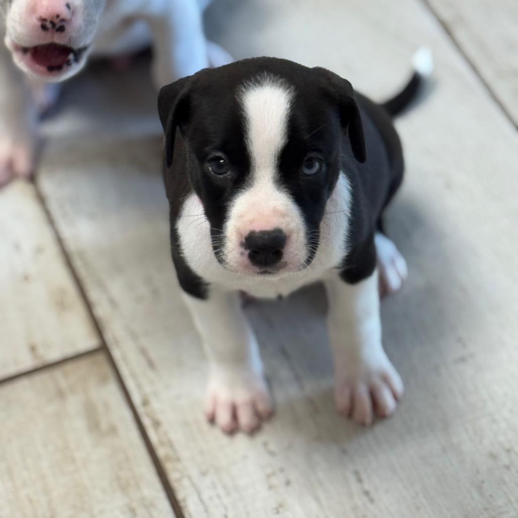 Enlarge RAYA, a Adoptable mixed breed in Wellington, FL image 4/6