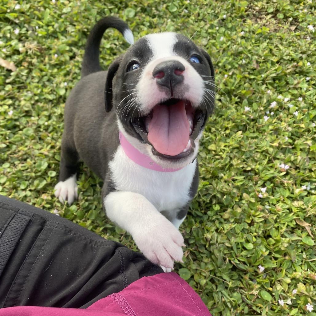 Enlarge RAYA, a Adoptable mixed breed in Wellington, FL image 5/6