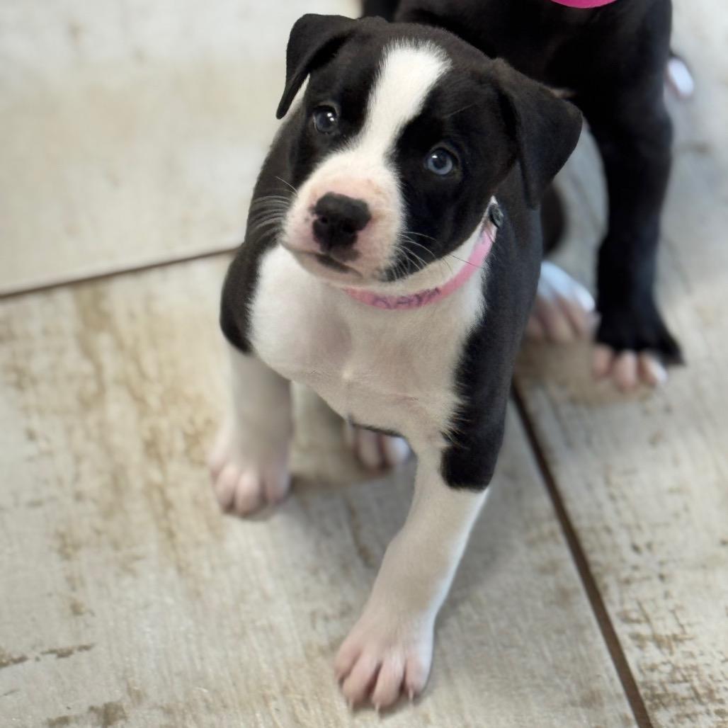 Enlarge RAYA, a Adoptable mixed breed in Wellington, FL image 6/6