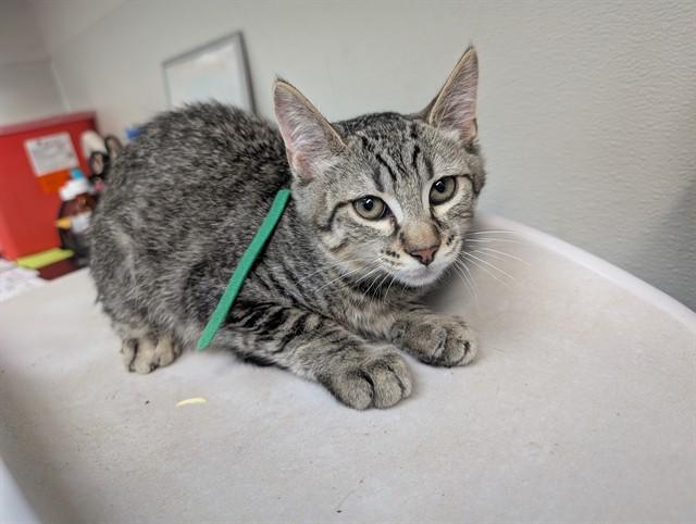 Enlarge WOLF, a Adoptable Domestic Short Hair in Antioch, CA image 1/1