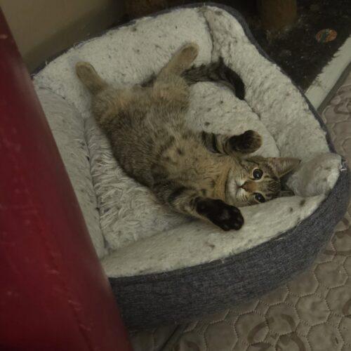 Bodie, Adoptable, Kitten Male Domestic Short Hair.