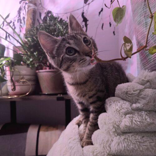 Bodie, a Adoptable Domestic Short Hair in Canal Winchester, OH image 2/6