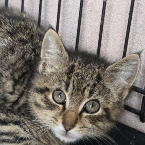 Bodie, a Adoptable Domestic Short Hair in Canal Winchester, OH image 3/6