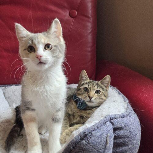 Bodie, a Adoptable Domestic Short Hair in Canal Winchester, OH image 4/6
