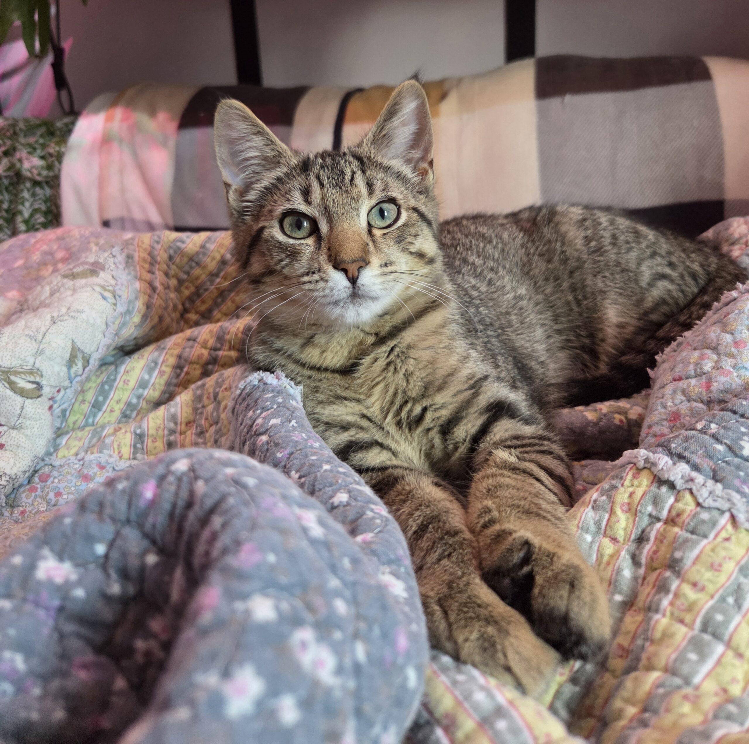 Bodie, a Adoptable Domestic Short Hair in Canal Winchester, OH image 5/6