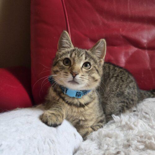 Bodie, a Adoptable Domestic Short Hair in Canal Winchester, OH image 6/6
