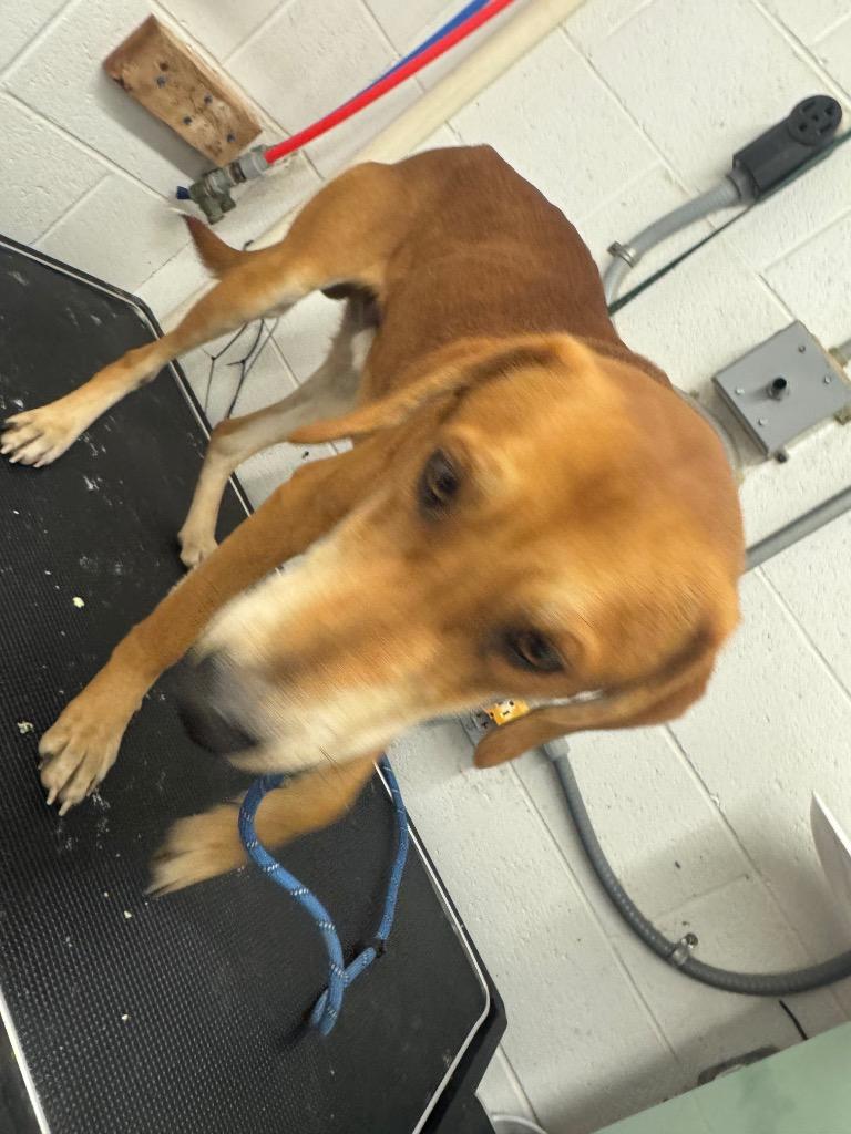 Enlarge Finn-Adoptable Awaiting S/N, a Adoptable Labrador Retriever in Chickamauga , GA image 1/1