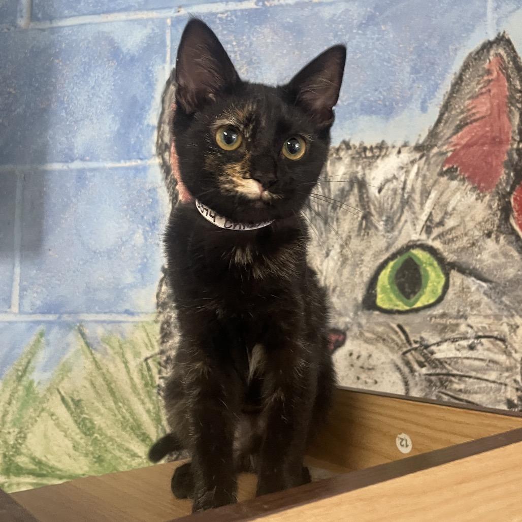 Chloe Jane, Adoptable, Kitten Female Domestic Short Hair.