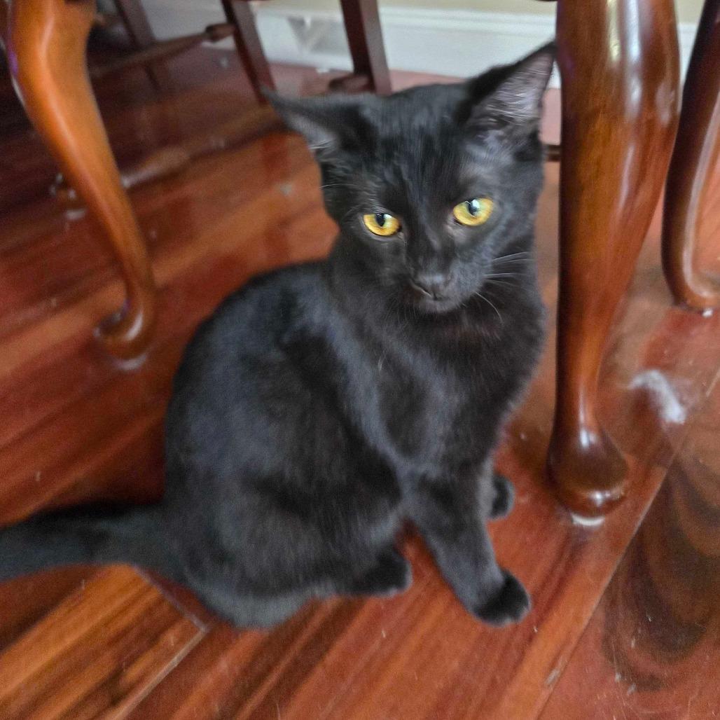 Celeste, Adoptable, Young Female Domestic Short Hair.